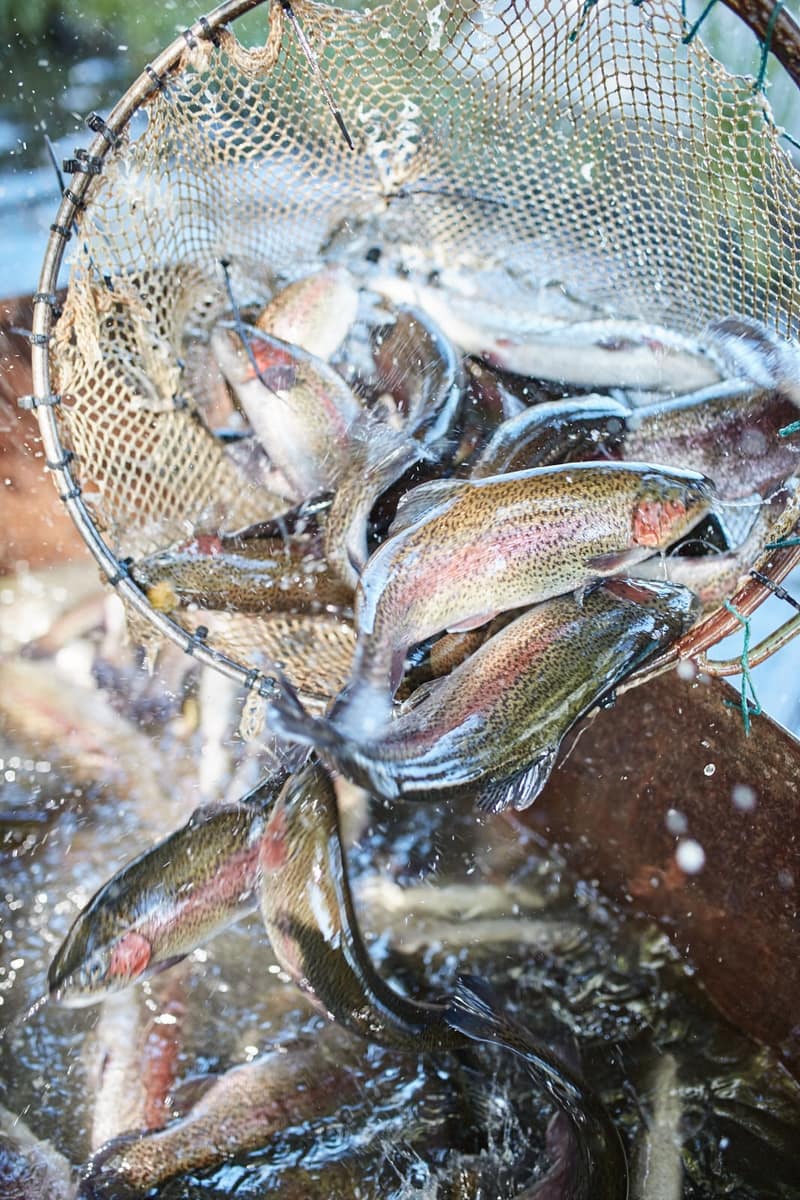Sustainable Freshwater Trout and Salmon Farm Buxton Trout and Salmon Farm